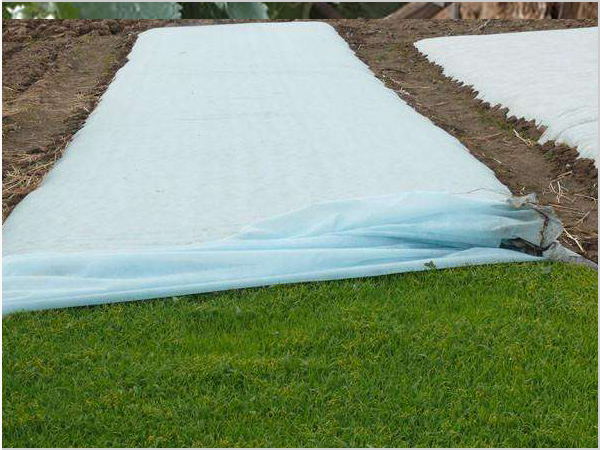 Raising seedlings to cultivate non-woven fabrics
